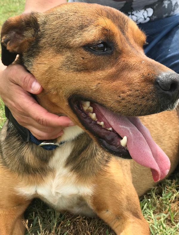 Mango, il cagnolino che si mette in posa  Foto 4